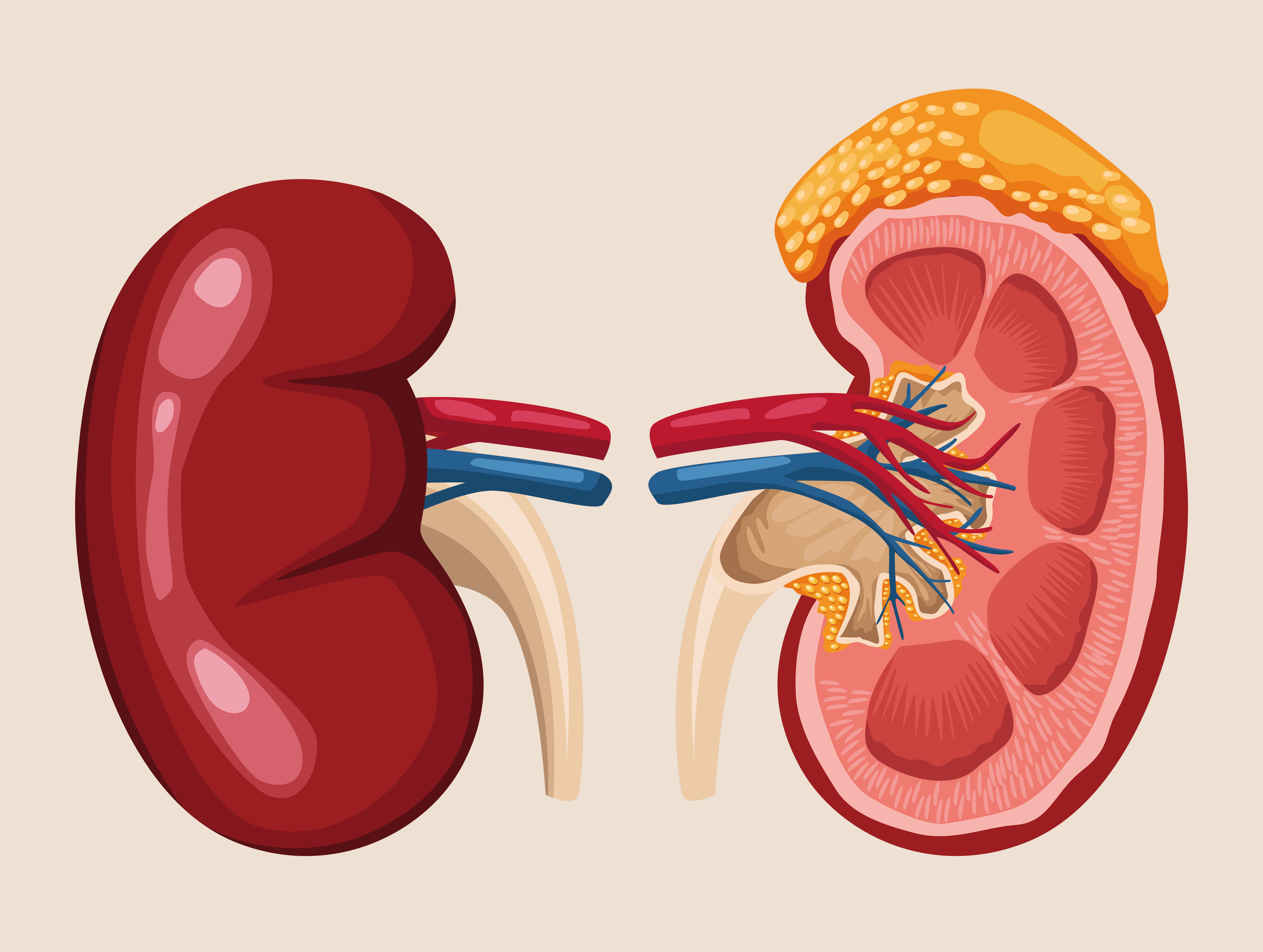 7 Vital Health and Wellness Tips for Detecting Kidney Disease Early